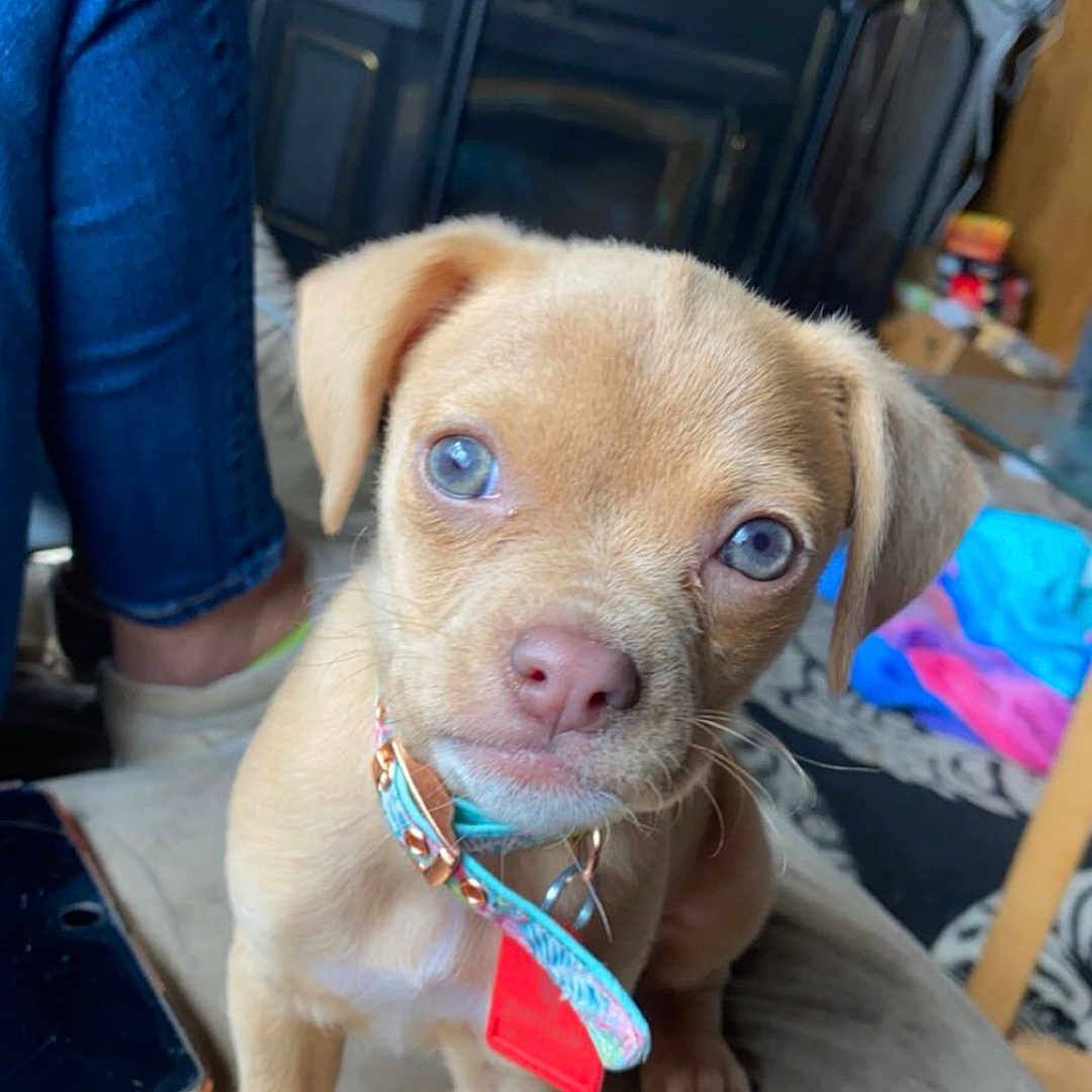 Bella joined the competition — help win amazing prizes! animal, canine, clothing, computer, couch, dog, electronics, face, furniture, head, hound, indoors, jeans, pants, person, pet, phone, photography, portrait, puppy