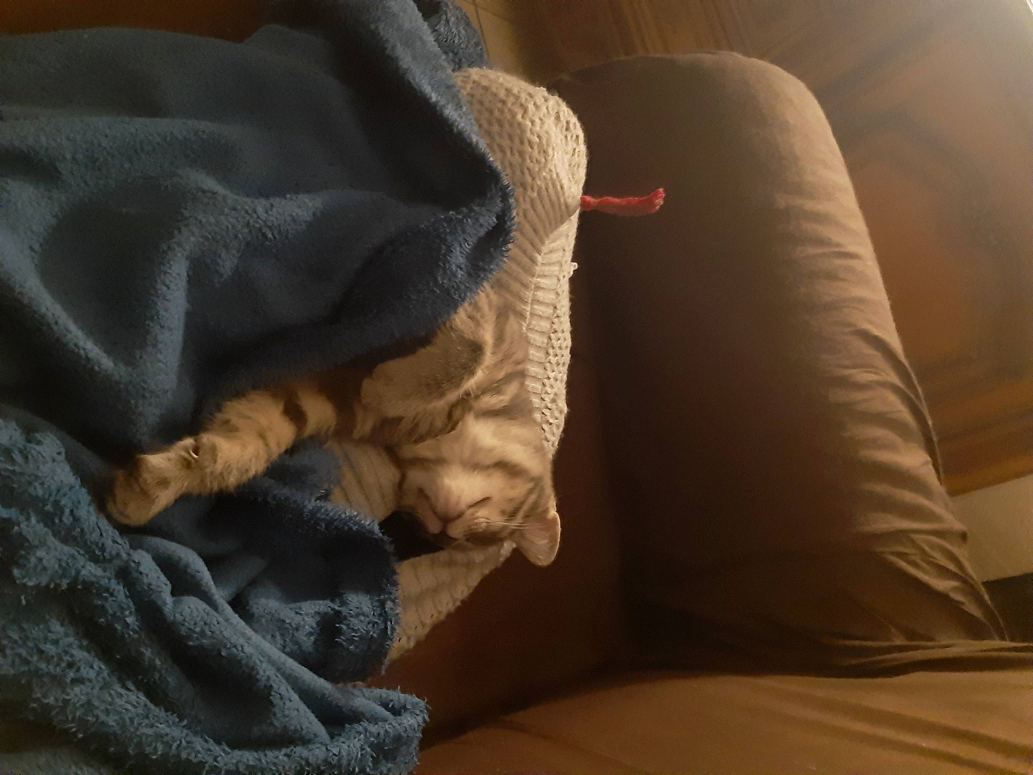 Mystyk participe au concours pour gagner de l'argent avec cette photo : auto_part, bed_sheet, bedding, blanket, comfort, darkness, electric_blue, flooring, fur, human_leg, knee, linens, nap, room, sitting, textile, thigh, thumb, tints_and_shades, wood