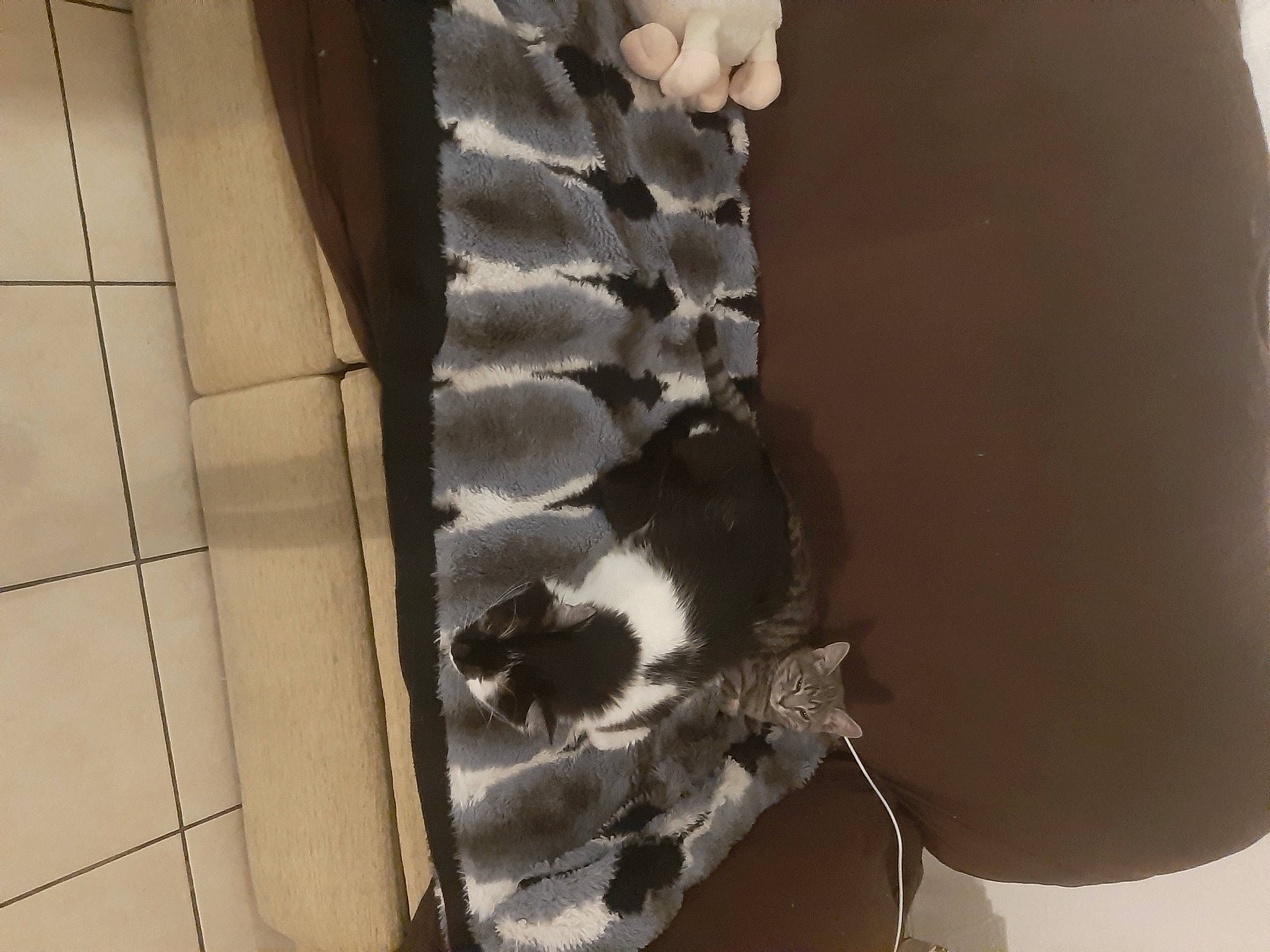 Mystyk participe au concours pour gagner de l'argent avec cette photo : automotive_tire, canidae, carnivore, chair, felidae, flooring, fur, hardwood, human_leg, pattern, room, shadow, small_to_medium_sized_cats, sporting_group, tail, thigh, tints_and_shades, whiskers, window, wood