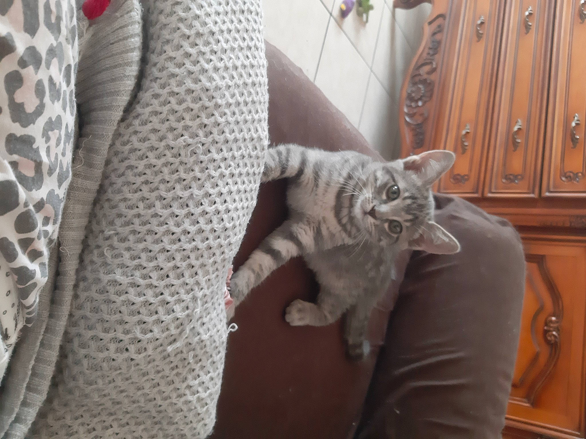 Mystyk a rejoint le concours — aidez-le/la à gagner de superbes lots ! cabinetry, carnivore, cat, comfort, cupboard, domestic_short_haired_cat, door, drawer, felidae, fur, grey, linens, room, sleeve, small_to_medium_sized_cats, tail, whiskers, wood, wood_stain, wool