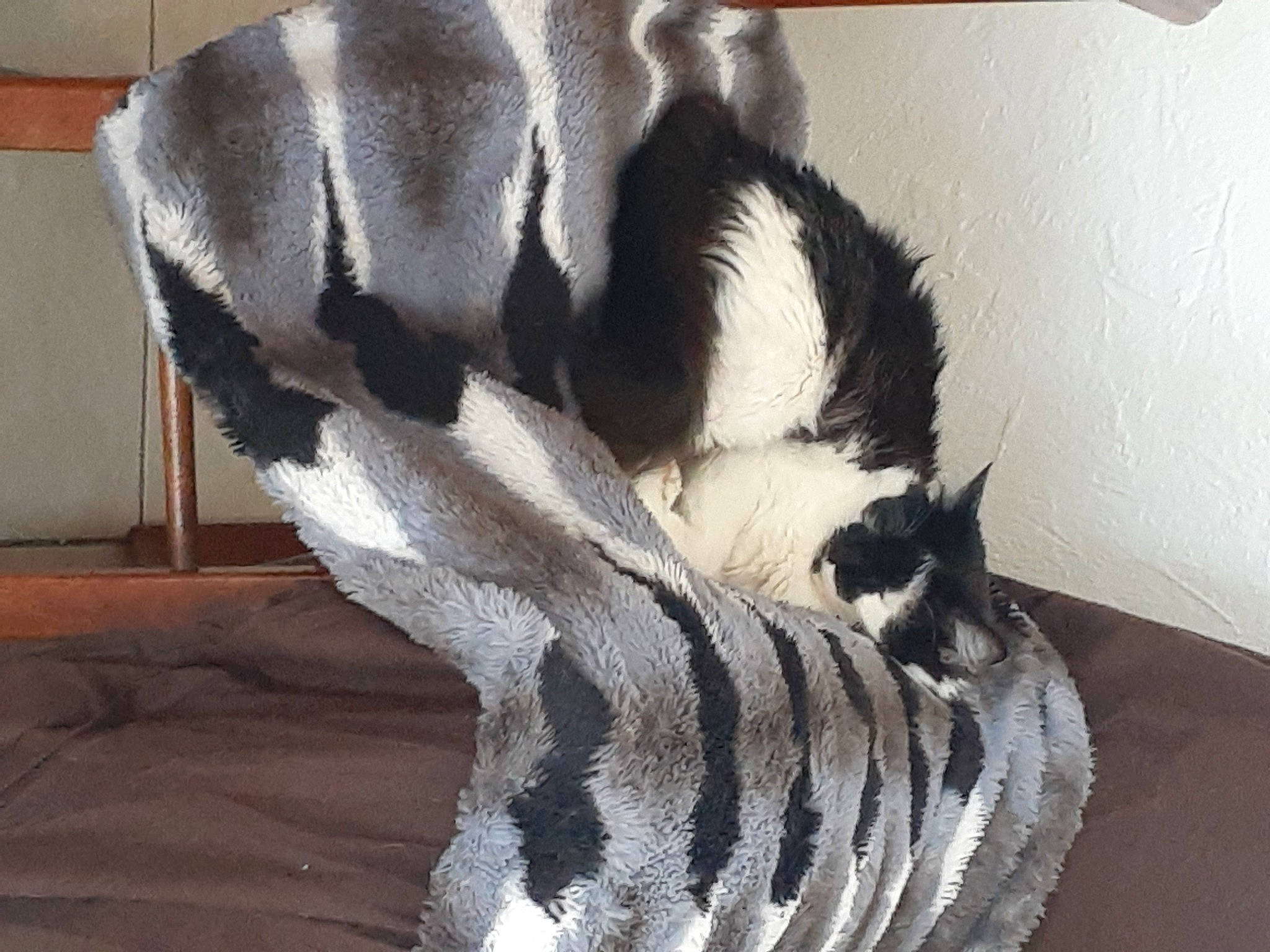 Say a rejoint le concours — aidez-le/la à gagner de superbes lots ! canidae, carnivore, cat, claw, comfort, companion_dog, dog_breed, domestic_short_haired_cat, felidae, foot, fur, hardwood, human_leg, paw, small_to_medium_sized_cats, snout, sporting_group, tail, terrestrial_animal, whiskers