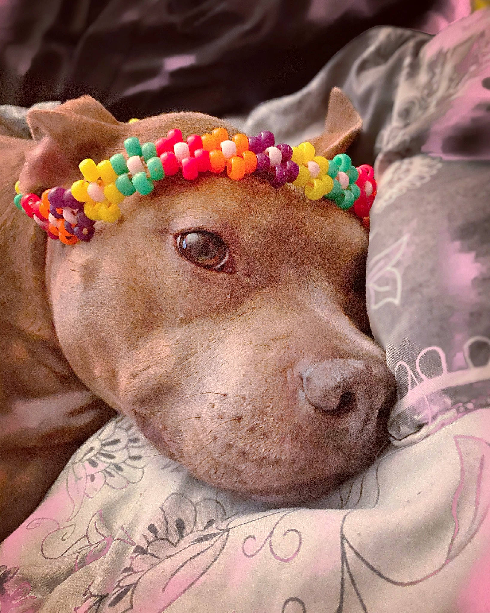 Chelsea joined the competition — help win amazing prizes! bracelet, carnivore, chest, child, companion_dog, dog, dog_breed, dog_supply, event, fashion_accessory, fawn, fur, ingredient, jewellery, liver, sweetness, tradition, working_animal