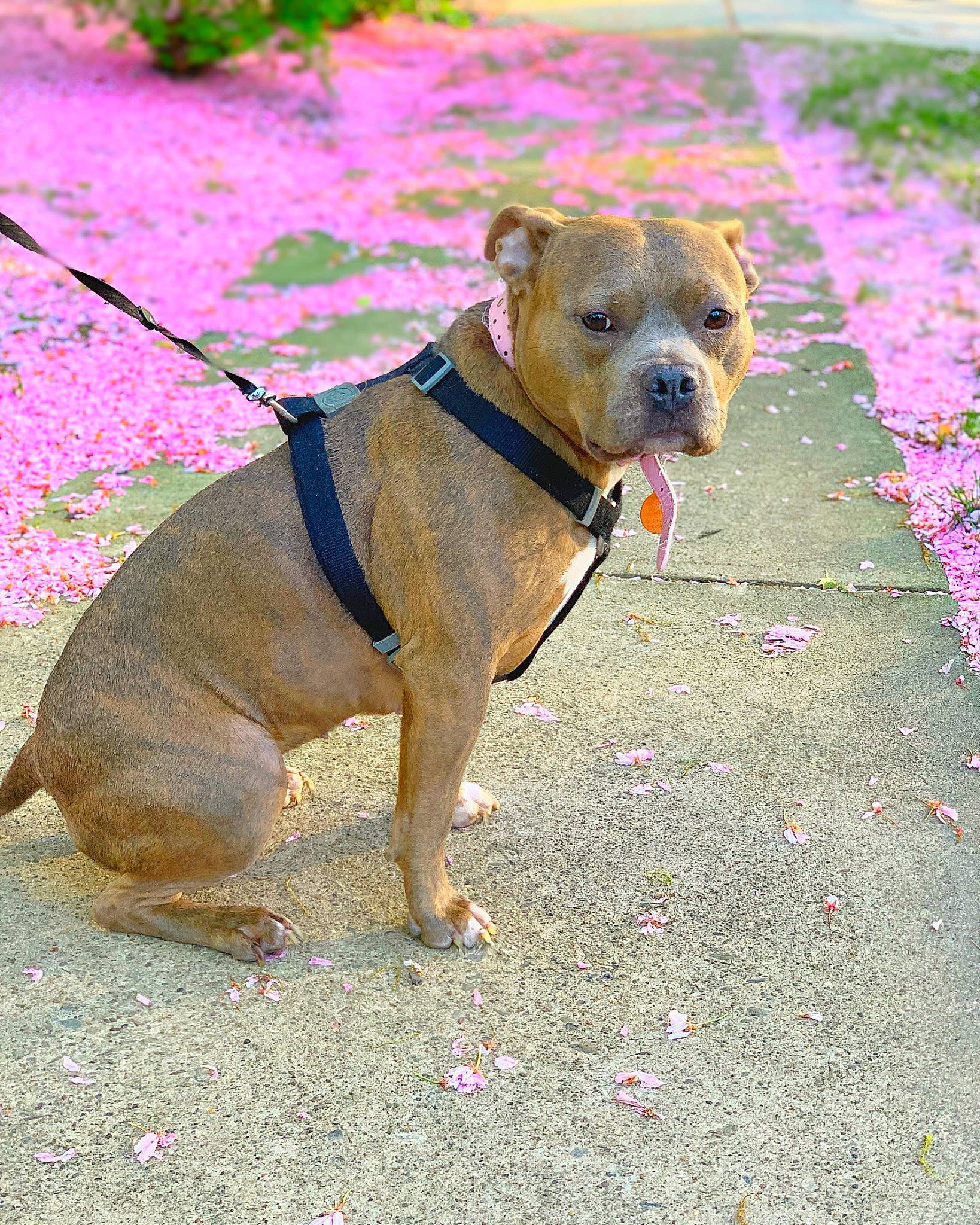 Chelsea is registered to the contest to win money with this photo: canidae, carnivore, collar, companion_dog, dog, dog_breed, dog_clothes, dog_collar, dog_supply, dog_walking, fashion_accessory, fawn, leash, pet_supply, plant, road_surface, snout, sporting_group, working_animal, wrinkle