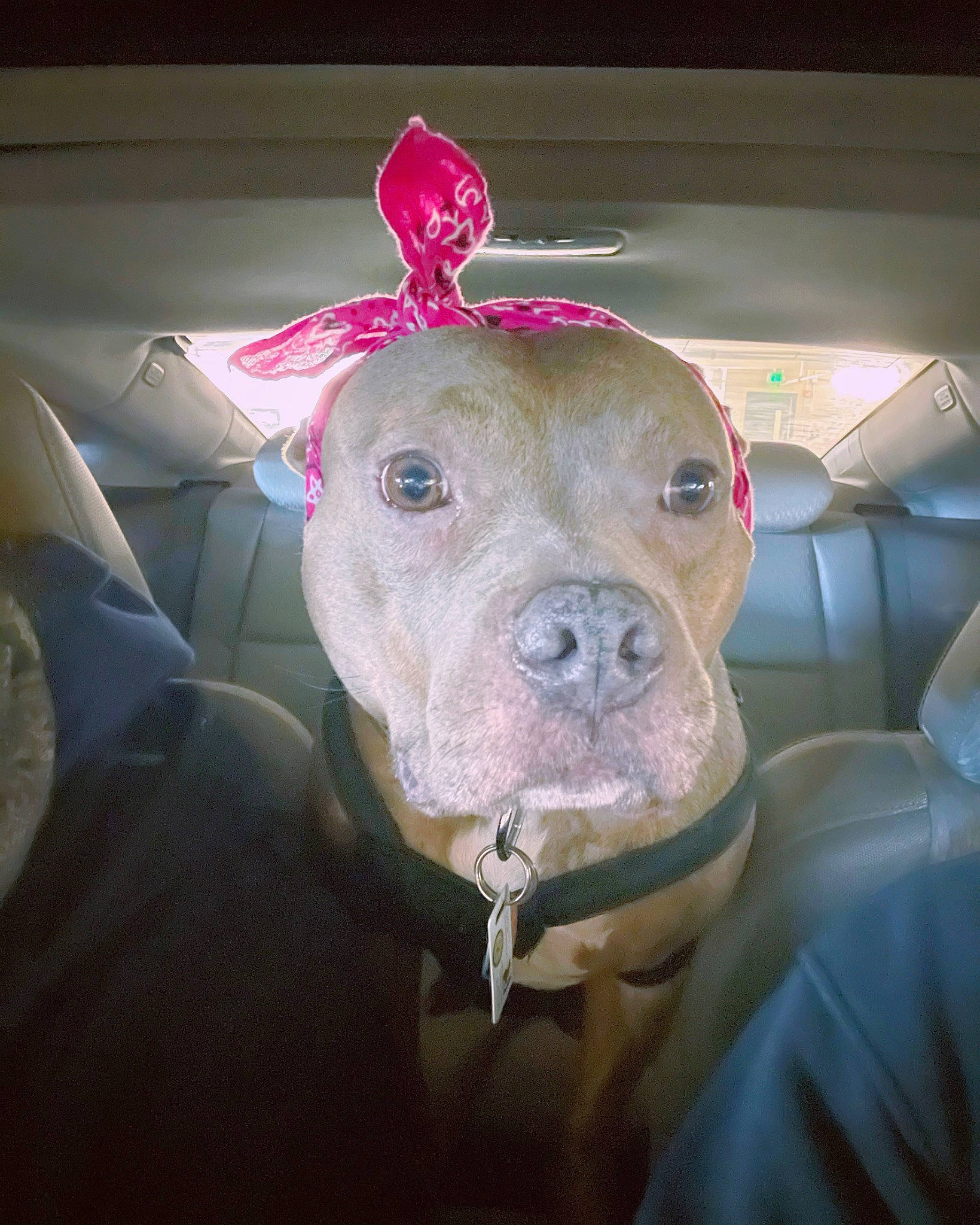 Chelsea is registered to the contest to win money with this photo: automotive_lighting, canidae, carnivore, companion_dog, dog, dog_breed, dogo_argentino, domestic_pig, fawn, flesh, glass, magenta, metal, non_sporting_group, sporting_group, suidae, whiskers, working_animal, wrinkle