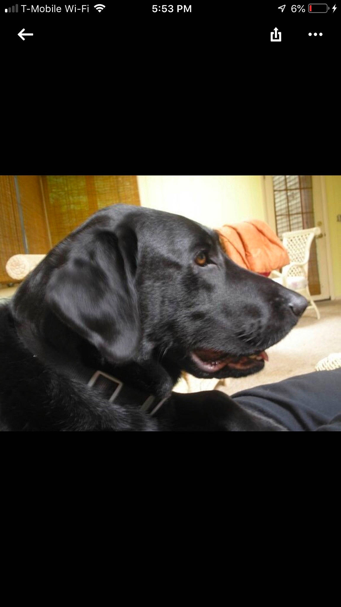 Shadow is registered to the contest to win money with this photo: borador, canidae, carnivore, collar, comfort, companion_dog, darkness, dog, dog_breed, dog_collar, fur, guard_dog, personal_protective_equipment, retriever, sitting, sleeve, snout, sporting_group, whiskers, working_animal