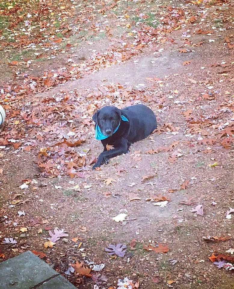 Shadow joined the competition — help win amazing prizes! asphalt, carnivore, deciduous, dog, dog_breed, electric_blue, grass, landscape, pollution, road_surface, shadow, soil, sporting_group, tar, tints_and_shades, tree, vertebrate, walking, wood, working_animal