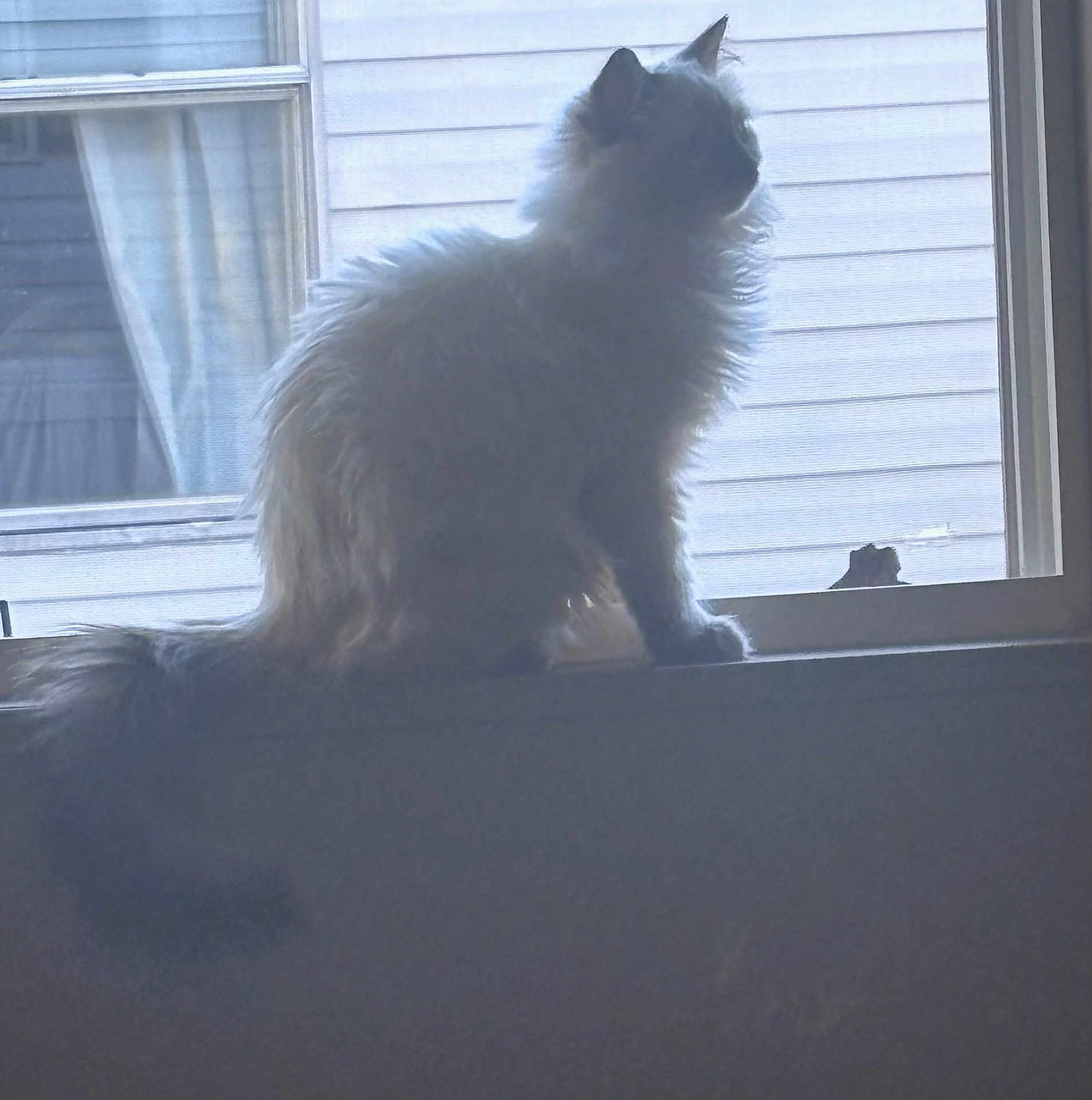 Jasmine joined the competition — help win amazing prizes! cat, feline, pet, long_hair, fluffy, silhouette, backlit, windowsill, window, indoor, sitting, tail, profile, fur, looking_out, curtain, glass, house_siding, shadow, cozy