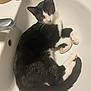 Nemeroff participe au concours pour gagner de l'argent avec cette photo : cat, black_and_white_cat, sink, bathroom, animal, pet, feline, curious, relaxed, indoor, whiskers, ears, tail, pink_paw_pads, fur, domestic_cat, household, clean, white_surface, curled_up