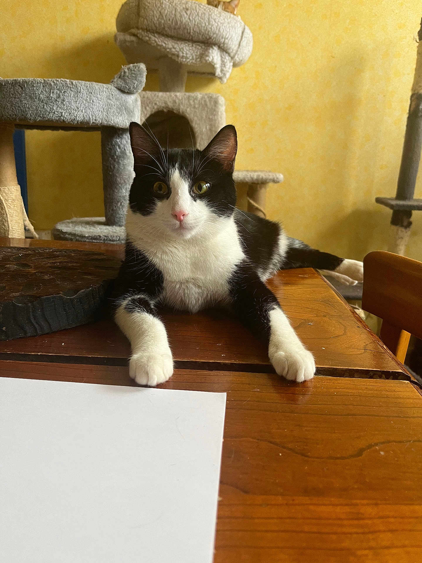 Nemeroff participe au concours pour gagner de l'argent avec cette photo : cat, black_and_white, animal, pet, table, wooden_table, cat_tree, indoor, feline, curious, paws, relaxed, fur, whiskers, ears, looking, household, domestic, mammal, resting