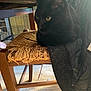 black_cat, cat, chair, wood, frayed, indoor, pet, feline, yellow_eyes, quilted_fabric, animal, resting, domestic, seat, wooden_floor, close_up, cozy, scratched, quiet, relaxed