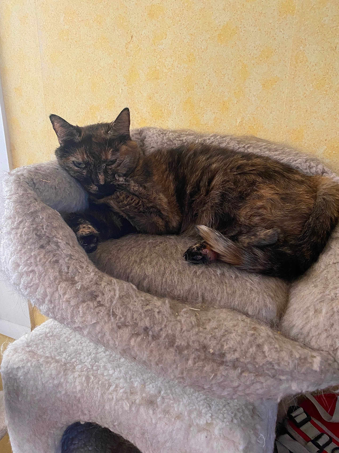 Hinata participe au concours pour gagner de l'argent avec cette photo : cat, tortoiseshell_cat, pet, sleeping, resting, feline, cozy, cat_bed, soft, indoor, fluffy, fur, animal, cute, relaxed, warm, home, comfort, yellow_wall, napping