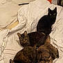 Hinata participe au concours pour gagner de l'argent avec cette photo : cat, cats, bed, blanket, fur, animal, pet, indoor, resting, lying, feline, tabby, black_cat, tortoiseshell, cute, eyes, whiskers, domestic_animal, relaxing, cozy
