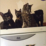 Hinata participe au concours pour gagner de l'argent avec cette photo : cat, cats, feline, pets, indoor, appliance, fridge, magnet, animal, curious, blurry, four, tabby, black_cat, tortoiseshell, wall, domestic, cute, group, perched