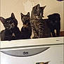 cat, cats, feline, pets, indoor, appliance, fridge, magnet, animal, curious, blurry, four, tabby, black_cat, tortoiseshell, wall, domestic, cute, group, perched