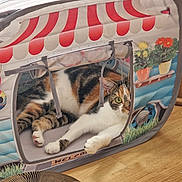 Luna is registered to the contest to win money with this photo: cat, calico_cat, pet, animal, play_tent, indoor, wooden_floor, colorful, fabric_tent, relaxed, curious, paw, striped, whiskers, ears, green_eyes, home, cozy, cute, resting