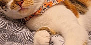 Luna is registered to the contest to win money with this photo: cat, calico, pet, animal, feline, bandana, paw, bed, blanket, indoor, cute, whiskers, ears, fur, relaxed, closeup, curious, domestic, sleepy, resting