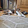 Luna joined the competition — help win amazing prizes! cat, calico, indoor, floor, rug, cat_tree, cabinet, slippers, wooden_floor, relaxed, pet, animal, feline, home, decor, toy, cozy, stretching, patterned_rug, domestic
