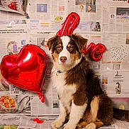 Aïko a rejoint le concours — aidez-le/la à gagner de superbes lots ! dog, puppy, balloon, heart_shaped, red_balloon, newspaper, indoor, brown_fur, white_fur, sitting, cute, valentines_day, love, decor, pet, adorable, fluffy, background, portrait, animal