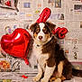 dog, puppy, balloon, heart_shaped, red_balloon, newspaper, indoor, brown_fur, white_fur, sitting, cute, valentines_day, love, decor, pet, adorable, fluffy, background, portrait, animal