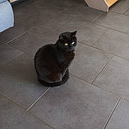 Lucifer participe au concours pour gagner de l'argent avec cette photo : animal, black_cat, cat, cozy, curious, domestic, ears, feline, floor, fur, household, indoor, looking_away, pet, quiet, resting, sitting, tile_floor, whiskers, yellow_eyes
