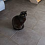 animal, black_cat, cat, cozy, curious, domestic, ears, feline, floor, fur, household, indoor, looking_away, pet, quiet, resting, sitting, tile_floor, whiskers, yellow_eyes