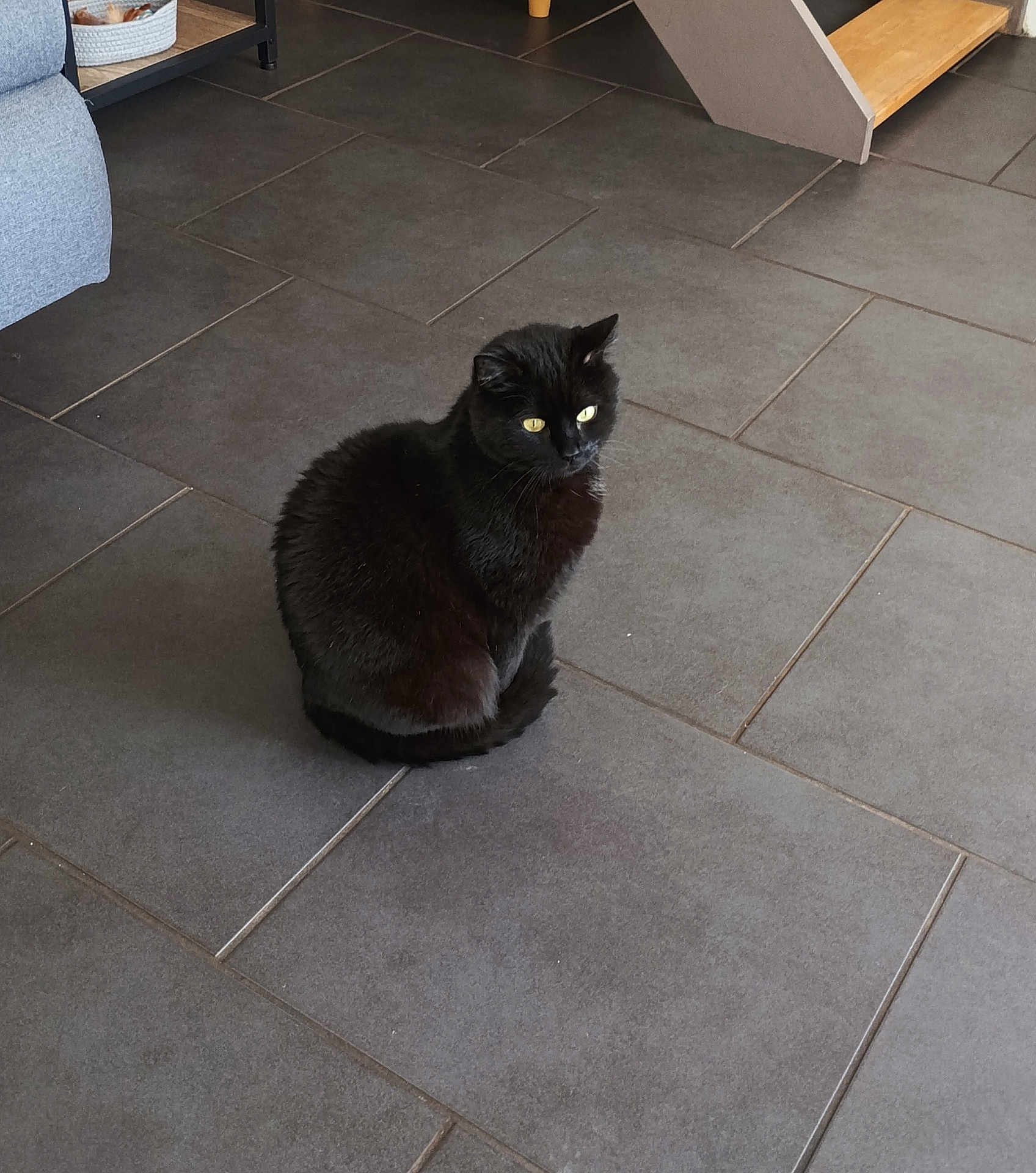 Lucifer participe au concours pour gagner de l'argent avec cette photo : animal, black_cat, cat, cozy, curious, domestic, ears, feline, floor, fur, household, indoor, looking_away, pet, quiet, resting, sitting, tile_floor, whiskers, yellow_eyes