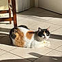 cat, calico_cat, domestic_cat, cat_face, pet, collar, bell, whiskers, sunlight, sunbeam, shadow, tile_floor, indoor, loaf_position, relaxed, chair_leg, door, radiator, cozy, portrait