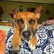 Otis joined the competition — help win amazing prizes! animal, blanket, brown_dog, canine, close_up, cute, decor, dog, domestic_animal, ears, furniture, home, indoor, living_room, patterned_blanket, paws, pet, portrait, relaxed, resting