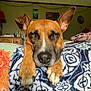 animal, blanket, brown_dog, canine, close_up, cute, decor, dog, domestic_animal, ears, furniture, home, indoor, living_room, patterned_blanket, paws, pet, portrait, relaxed, resting