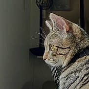 Seven participe au concours pour gagner de l'argent avec cette photo : animal, background, cat, closeup, collar, curious, domestic_cat, ears, feline, fur, household, indoor, looking_away, pet, shadow, side_profile, soft_light, tabby, whiskers, yellow_eyes