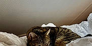 Seven participe au concours pour gagner de l'argent avec cette photo : animal, bed, blanket, cat, comfort, cozy, cute, domestic, fur, indoor, light, peaceful, pet, relaxation, resting, sleeping, tabby, texture, white, window