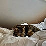 animal, bed, blanket, cat, comfort, cozy, cute, domestic, fur, indoor, light, peaceful, pet, relaxation, resting, sleeping, tabby, texture, white, window