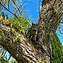 animal, bark, branch, cat, curious, daylight, fur, greenery, leaves, nature, outdoor, perched, plant, sky, sunny, tabby_cat, tree, trunk, whiskers, wildlife