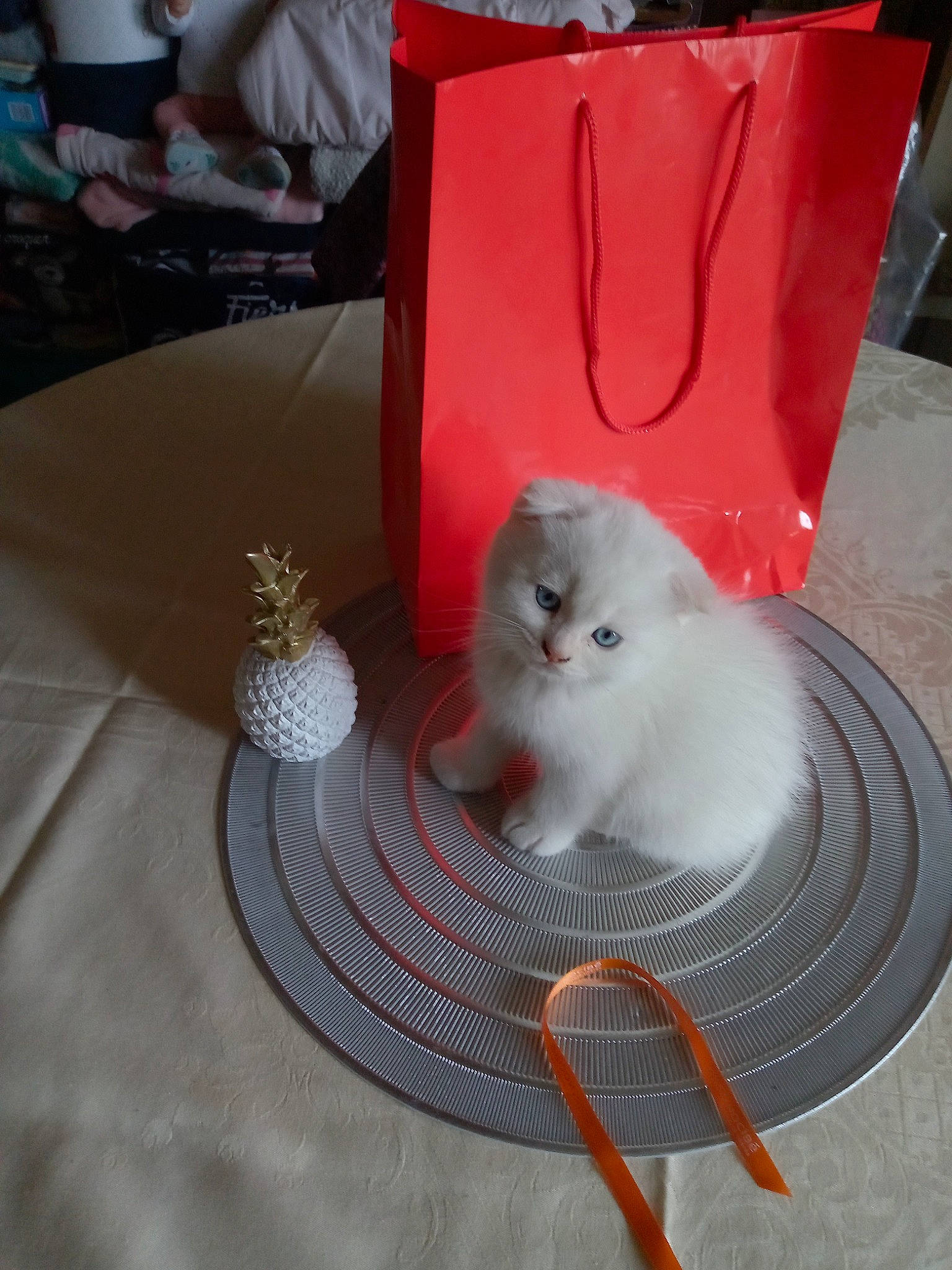 Pepsy participe au concours pour gagner de l'argent avec cette photo : box, carnivore, cat, chair, domestic_short_haired_cat, fawn, felidae, fur, grey, linens, metal, paw, pet_supply, room, serveware, small_to_medium_sized_cats, table, tail, whiskers, wood