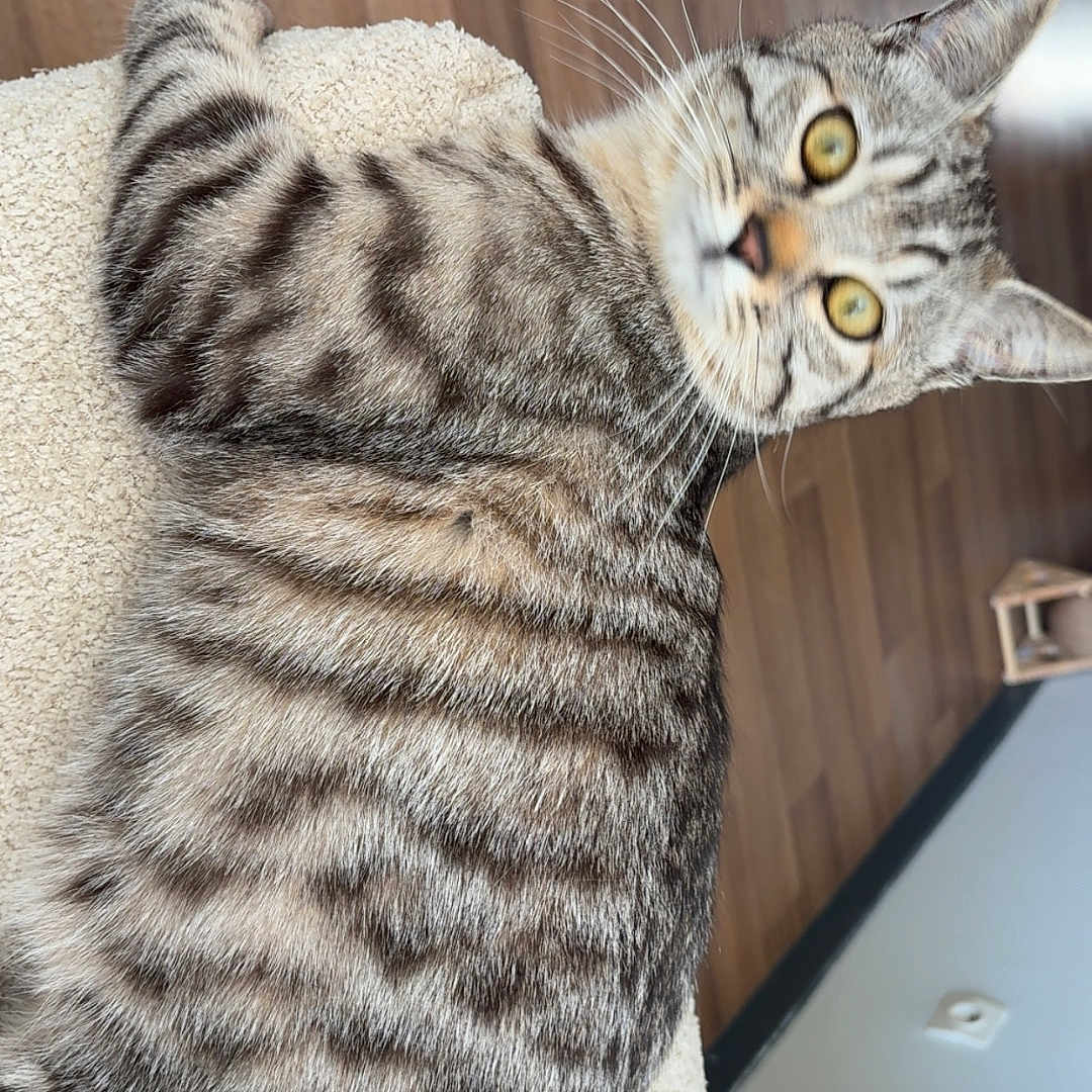 Sylas a rejoint le concours — aidez-le/la à gagner de superbes lots ! abyssinian, animal, blanket, cat, couch, egyptiancat, furniture, hardwood, homedecor, indoors, interiordesign, kitten, manx, pet, plywood, siamese, wood