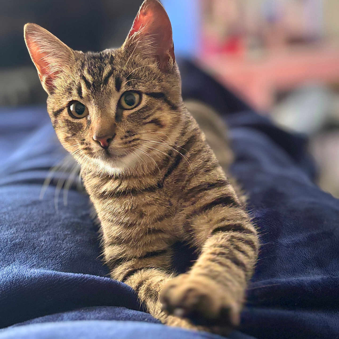 King Griffey is registered to the contest to win money with this photo: animal, blanket, blue, cat, closeup, cozy, curious, ears, eyes, feline, fur, indoor, laying, paw, pet, portrait, relaxed, soft, tabby_cat, whiskers