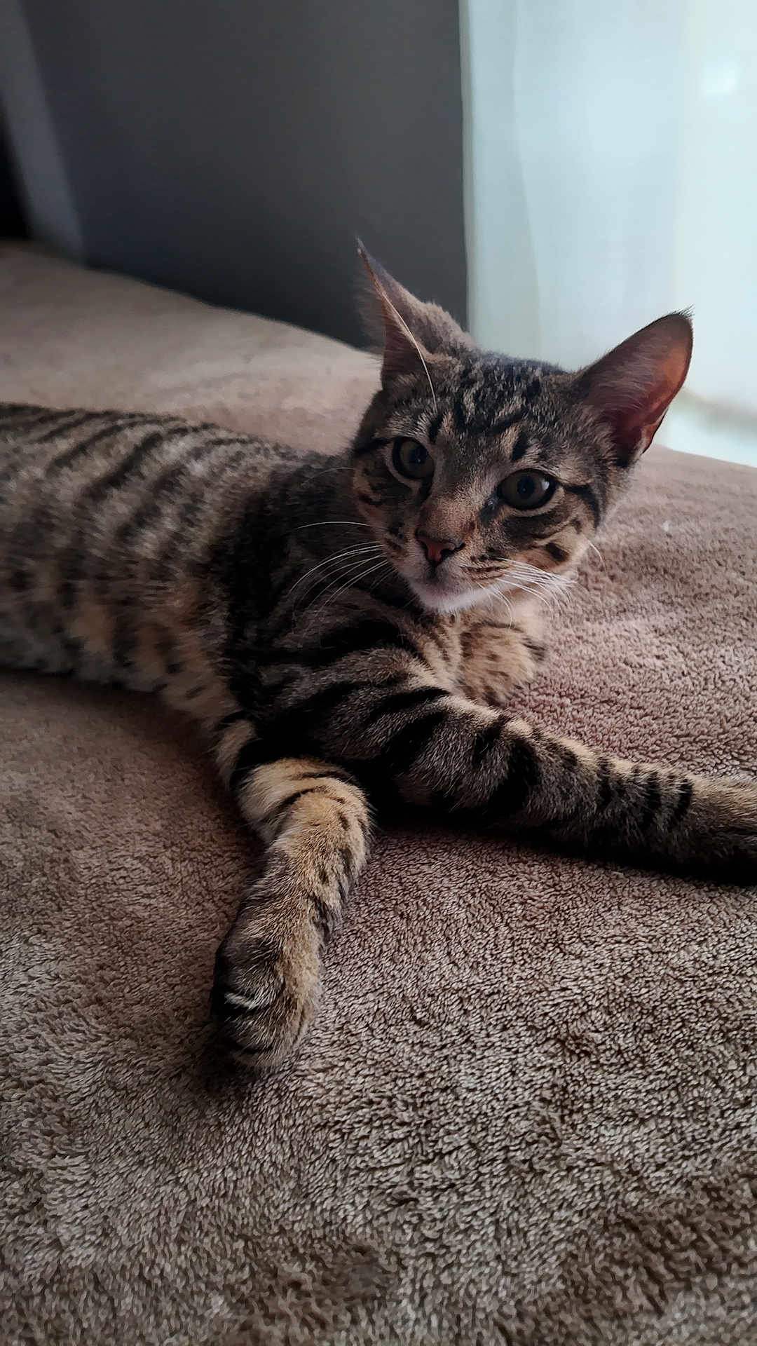 Ken Griffey Jr joined the competition — help win amazing prizes! cat, tabby, stripes, pet, bed, blanket, indoor, whiskers, ears, paw, feline, portrait, lying_down, fur, closeup, eyes, curious, soft_texture, window, cozy
