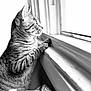 Ken Griffey Jr joined the competition — help win amazing prizes! cat, tabby_cat, window, windowsill, paws, looking_out, profile, black_and_white, indoor, sunlight, whiskers, fur, pet, domestic_cat, cozy, blanket, close_up, portrait, stripes, gaze
