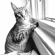 Ken Griffey Jr joined the competition — help win amazing prizes! cat, tabby_cat, window, windowsill, whiskers, portrait, black_and_white, high_key, pet, indoor, curious, large_eyes, striped_fur, paw, blanket, curtain, sunlight, closeup, home, feline