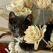 Goose is registered to the contest to win money with this photo: kitten, cat, gray_cat, white_paws, flower, artificial_flower, bouquet, dried_grass, curious, playful, close_up, indoor, decor, cute, pet, animal, plant, still_life, soft_light, portrait