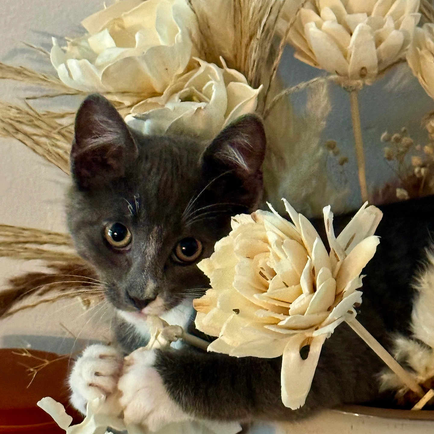 Goose is registered to the contest to win money with this photo: kitten, cat, gray_cat, white_paws, flower, artificial_flower, bouquet, dried_grass, curious, playful, close_up, indoor, decor, cute, pet, animal, plant, still_life, soft_light, portrait