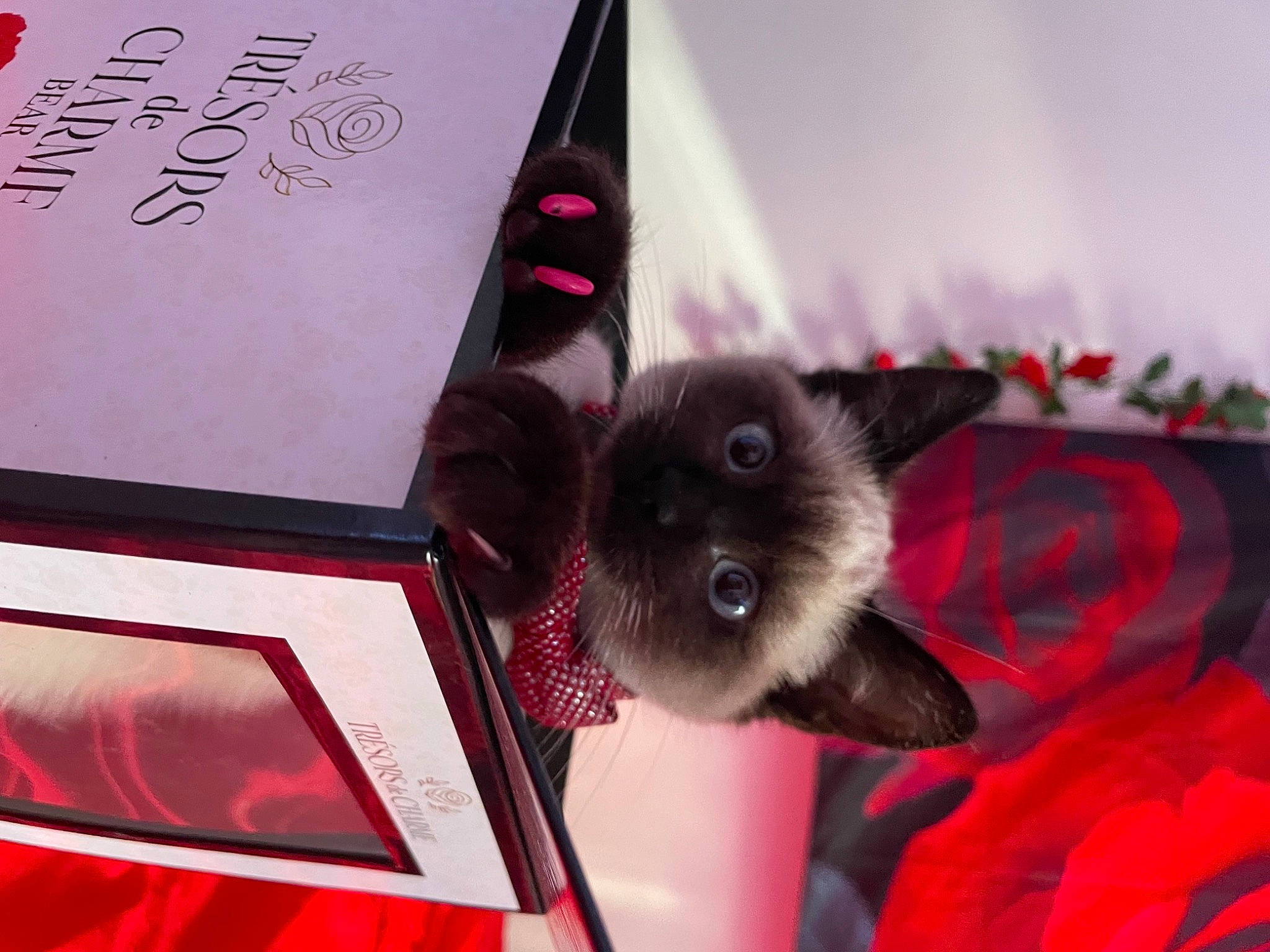 Joy joined the competition — help win amazing prizes! birman, carmine, carnivore, cat, dog_breed, domestic_short_haired_cat, fashion_accessory, fawn, felidae, font, fur, magenta, paper_product, pink, red, siamese, small_to_medium_sized_cats, tail, tartan, whiskers