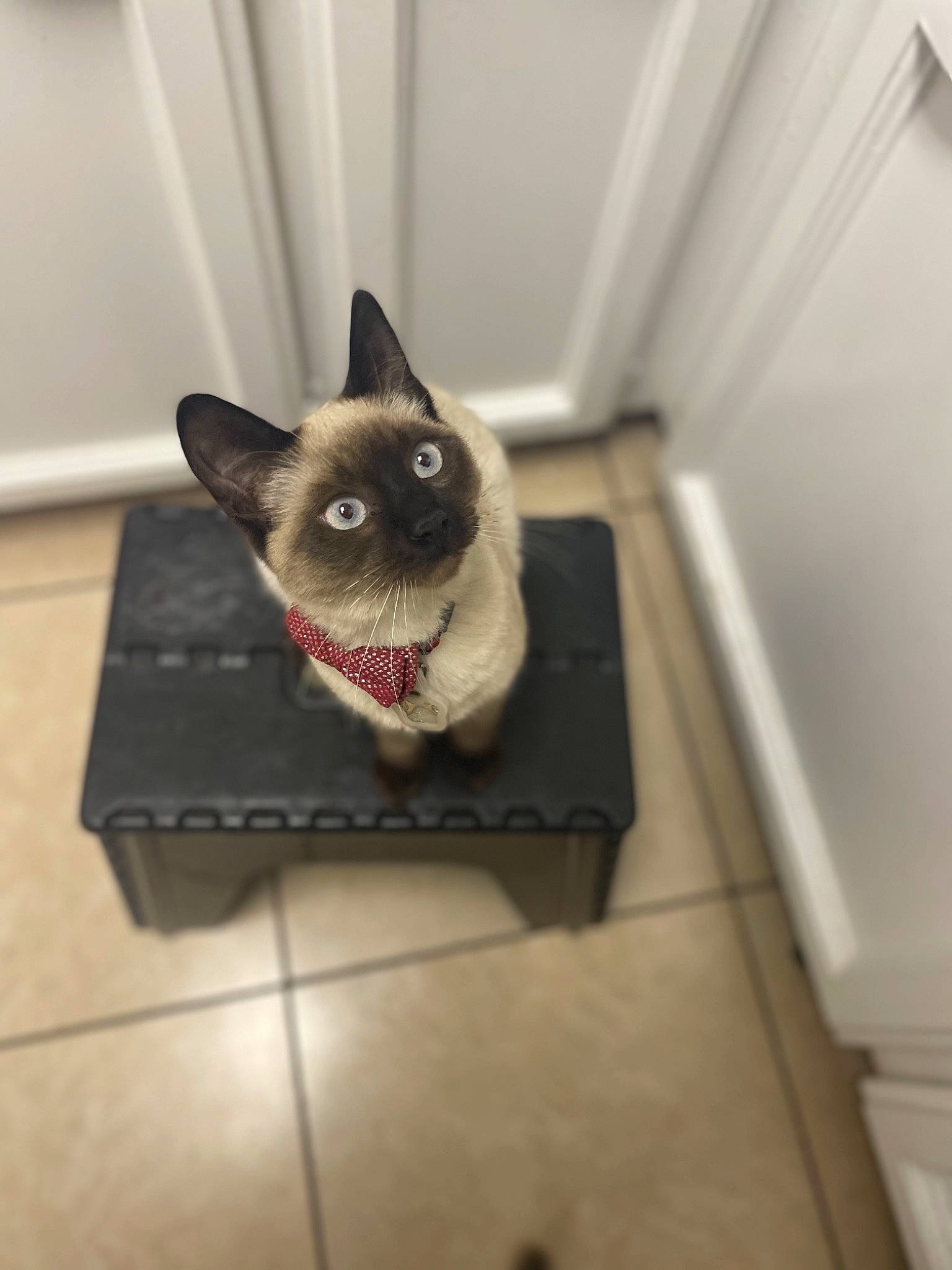 Joy joined the competition — help win amazing prizes! birman, carnivore, cat, eye, fang, fawn, felidae, flooring, fur, grey, hardwood, paw, room, siamese, small_to_medium_sized_cats, snout, tail, whiskers
