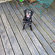 Oscar joined the competition — help win amazing prizes! dog, black_dog, happy, tongue_out, wooden_deck, outdoor, metal_chair, table, smiling, pet, canine, old_wood, rustic, collar, sitting, sunlight, daytime, porch, playful, animal