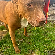 Mochino is registered to the contest to win money with this photo: dog, brown_dog, animal, pet, grass, outdoor, drool, close_up, white_chest_patch, canine, nature, daylight, blurred_background, car, red_object, snout, ears, four_legs, fur, tongue