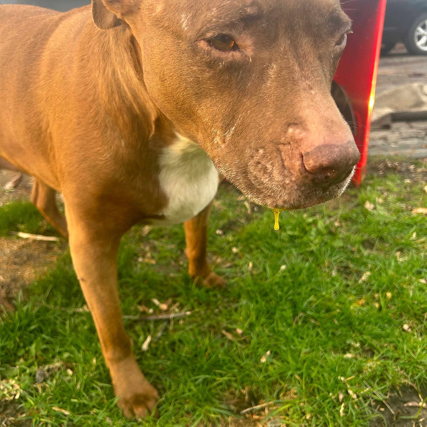 Mochino is registered to the contest to win money with this photo: dog, brown_dog, animal, pet, grass, outdoor, drool, close_up, white_chest_patch, canine, nature, daylight, blurred_background, car, red_object, snout, ears, four_legs, fur, tongue