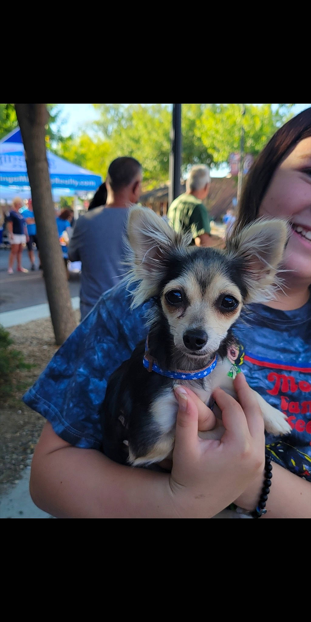 Lilith joined the competition — help win amazing prizes! canidae, carnivore, chihuahua, companion_dog, dog, dog_breed, dog_supply, electric_blue, eyewear, fawn, fun, fur, happy, photograph, plant, snout, street_fashion, sunglasses, toy_dog, tree