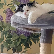 Bebop joined the competition — help win amazing prizes! cat, cat_face, feline, pet, fluffy, black_and_white, paw, cat_tree, scratching_post, plush_bed, indoor, plant, lilac_flowers, wallpaper, sleepy, cozy, portrait, closeup, whiskers, relaxed