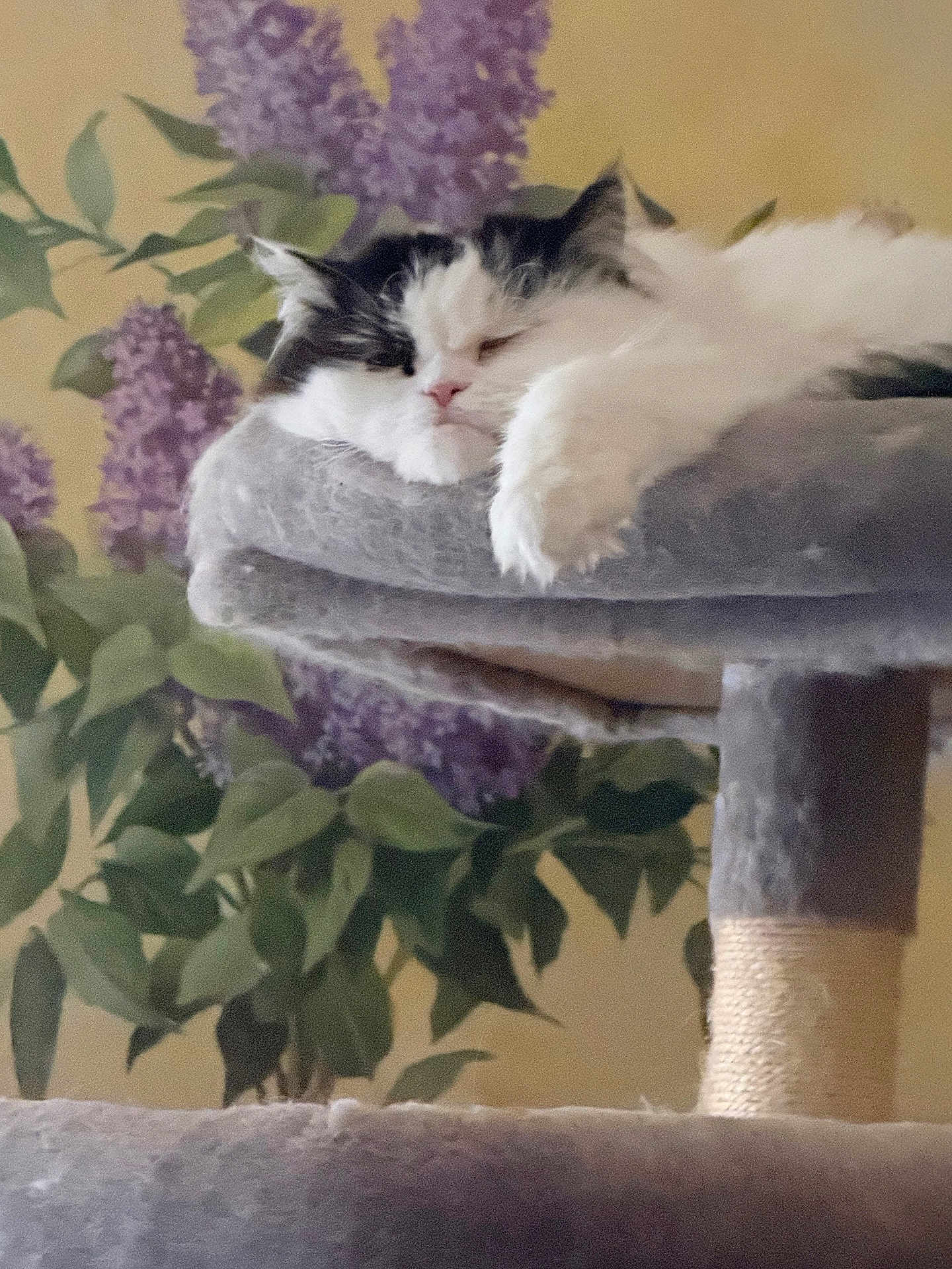 Bebop joined the competition — help win amazing prizes! cat, cat_face, feline, pet, fluffy, black_and_white, paw, cat_tree, scratching_post, plush_bed, indoor, plant, lilac_flowers, wallpaper, sleepy, cozy, portrait, closeup, whiskers, relaxed