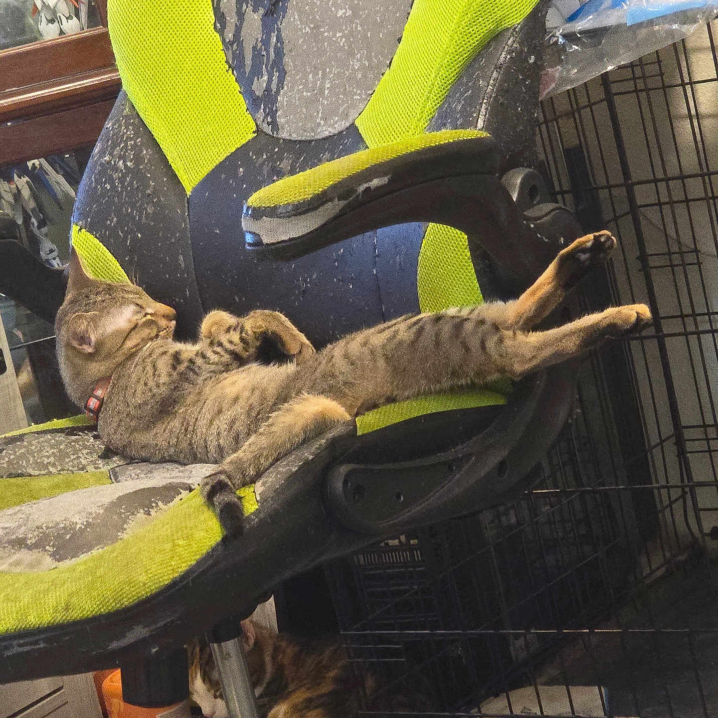 Kimchi is registered to the contest to win money with this photo: abyssinian, animal, armchair, canine, cat, chair, cushion, den, dog, furniture, homedecor, indoors, kitten, person, pet, racket, sleeping, sport, tennis, tennisracket